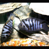 Cichlasoma Nigrofasciatum - Amatitlania nigrofasciata 6-7 cm le cou...