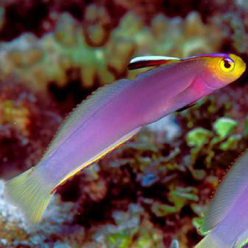 Nemateleotris helfrichi 3-5 cm  (poisson-fléchette de herlfrichi) 