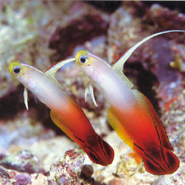 Nemateleotris magnifica : 3 à 4 cm lot de 2 (Gobie de feu,poisson f...