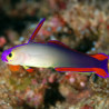 Nemateleotris decora (Maldives) : 5 à 7 cm (poisson-fléchette décoré, gobie-flamme maquillé)  