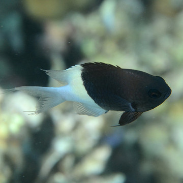 Chromis dimidiata