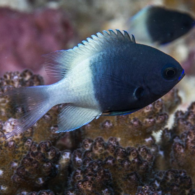 Chromis dimidiata 10,50 €