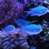 Chromis viridis : 1.5 à 3 cm  