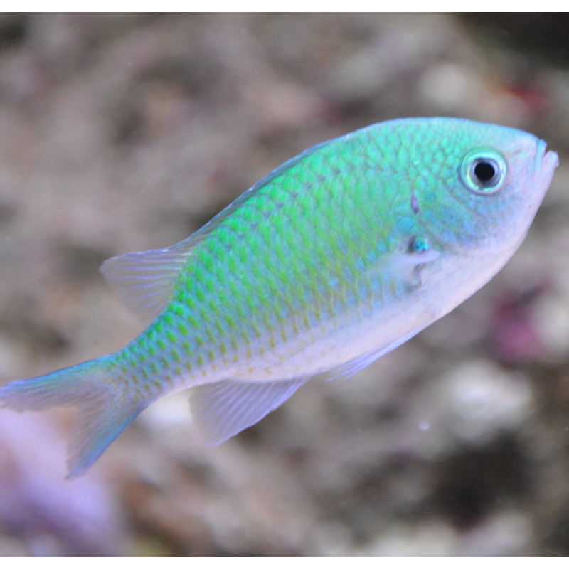 Chromis viridis : 1.5 à 3 cm  