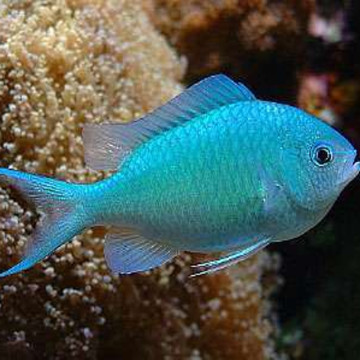 Chromis viridis : 3-4 cm  