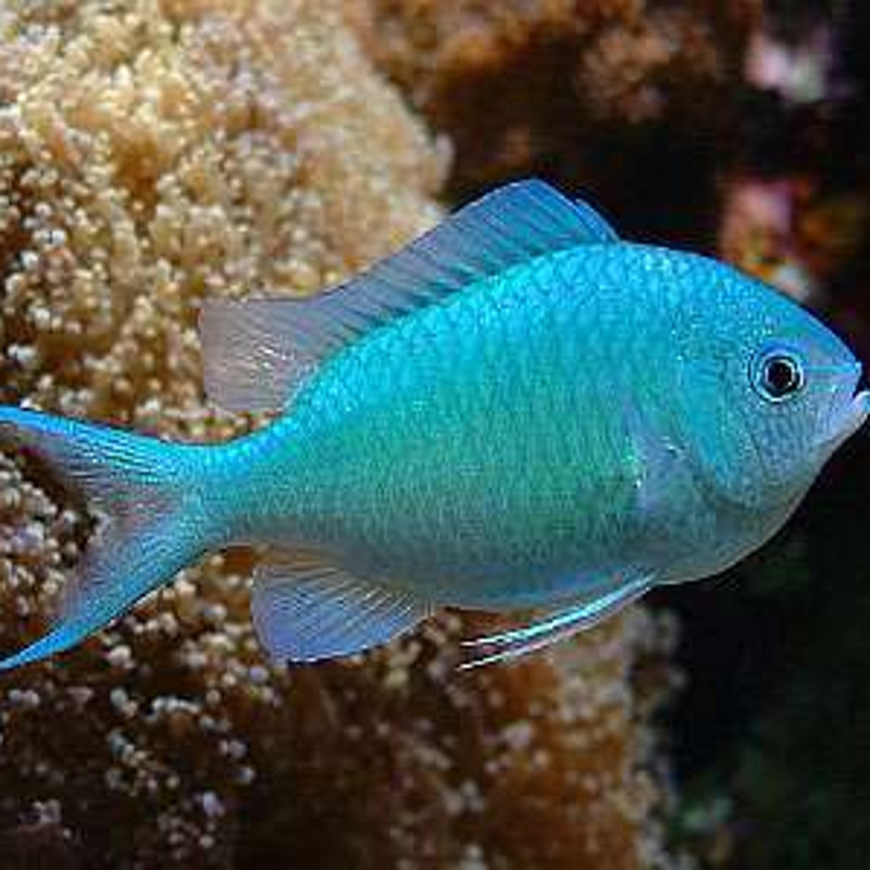 Chromis viridis : 3-4 cm  