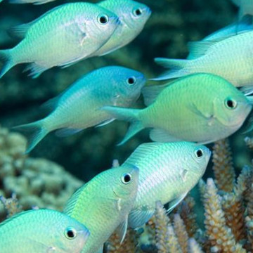 Chromis viridis : 3-4 cm  