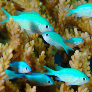 Chromis viridis 3-4 cm (lot de 5)