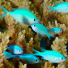 Chromis viridis 3-4 cm (lot de 5) 47,50 €