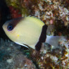 Chromis retrofasciata (lot de 4)