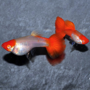 Guppys Kois couple 7,50 €