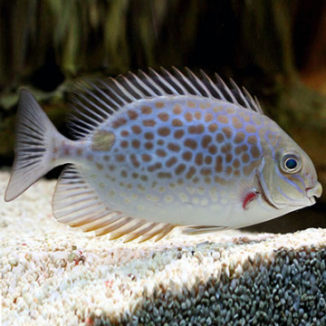 Siganus guttatus 4-6 cm