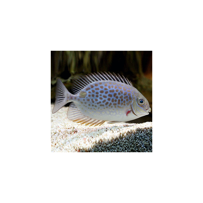 Siganus guttatus 4-6 cm 24,90 €