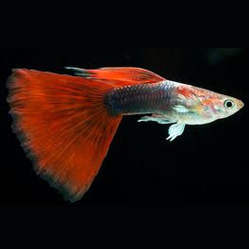 Guppys mâles Red-Tuxedo lot de 3