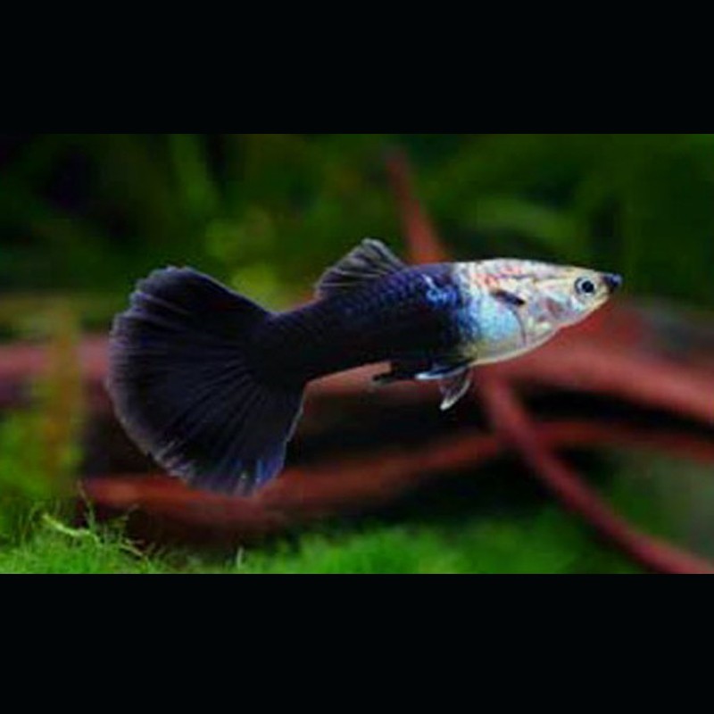 Guppys mâles Black-Tuxedo