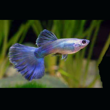 Guppys mâles Blue-Moscow lot de 3