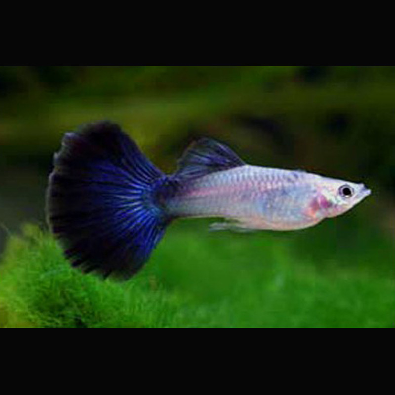 Guppys mâles Blue-silver