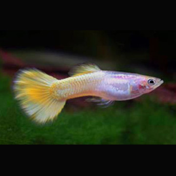 Guppys mâles Lemon