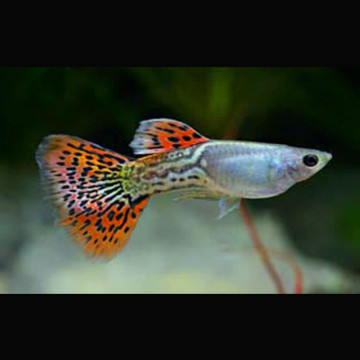 Guppys mâles arc en ciel cobra lot de 3