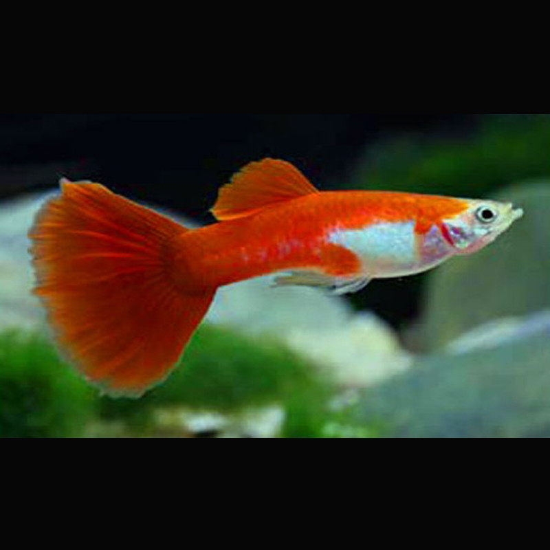 Guppys mâles Red-Blond