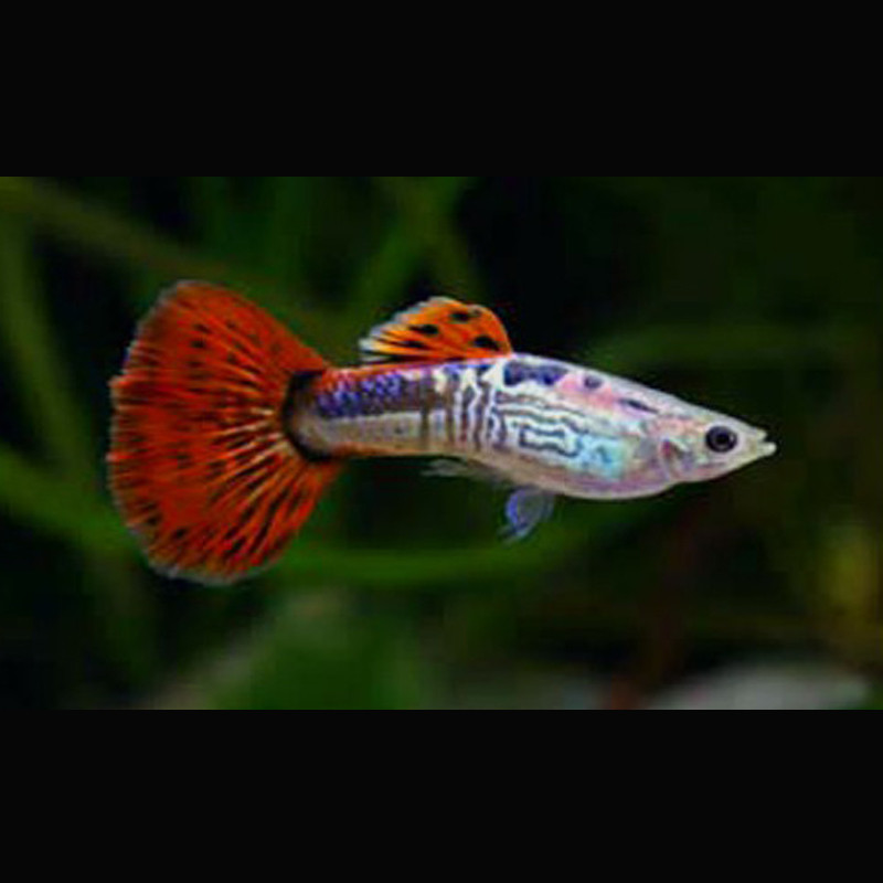 Guppys mâles Red-Snakeskin lot de 3