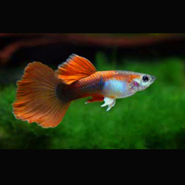 Guppys mâles Red-Tuxedo lot de 10