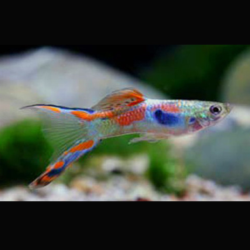 Guppys mâles (Poecilia reticulata) Wild-Type-Endler lot de 3