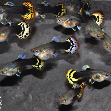 Guppys femelles (Poecilia reticulata)