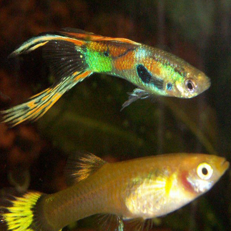 Guppys(Poecilia reticulata) Endler lot de 10 + 2 offerts (6 mâles + 6 femelles)