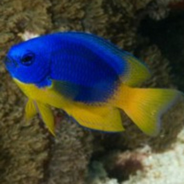 Pomacentrus caeruleus : 3 à 4 cm (lot de 4)  37,90 €