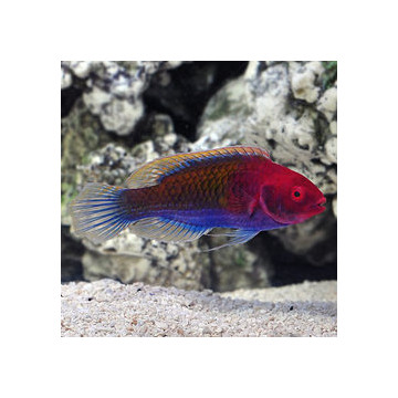 Cirrhilabrus cyanopleura mâle : 5 à 7 cm  34,50 €