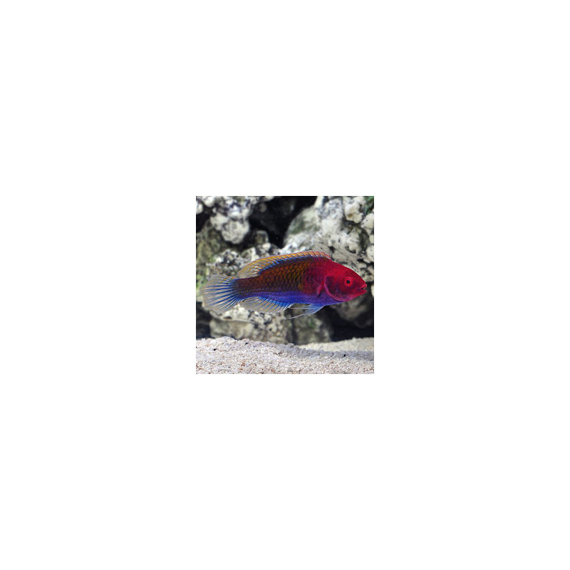 Cirrhilabrus cyanopleura mâle : 5 à 7 cm  34,50 €