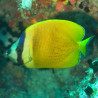 Chaetodon Kleinii : 6-8 cm  