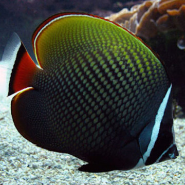 Chaetodon collare  7-10 cm  