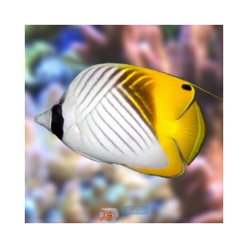 Chaetodon auriga : 7 à 10 cm  57,50 €