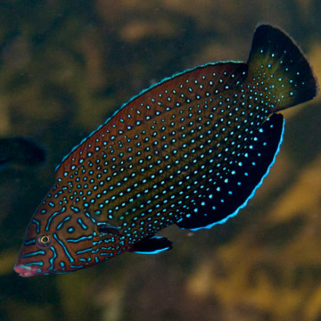 Anampses caeruleopunctatus 4-6 cm