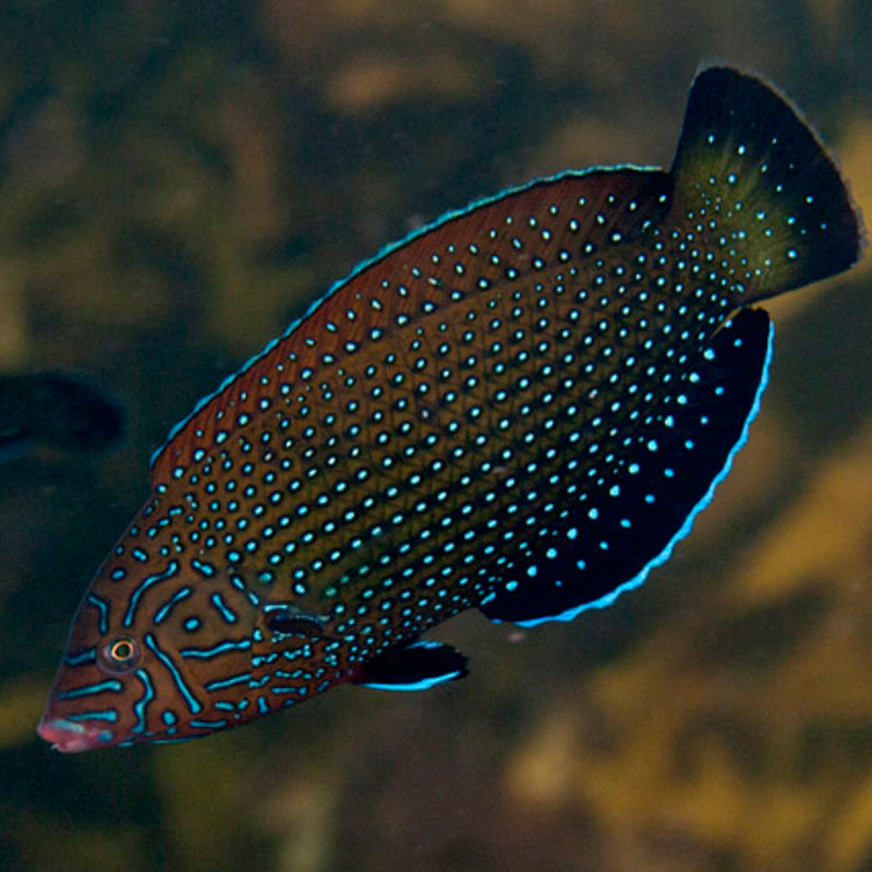 Anampses caeruleopunctatus 4-6 cm