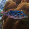 Canthigaster margaritata 4-7cm