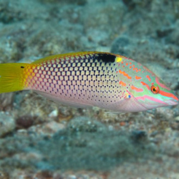 Halichoeres hortulanus : 4 à 6 cm  