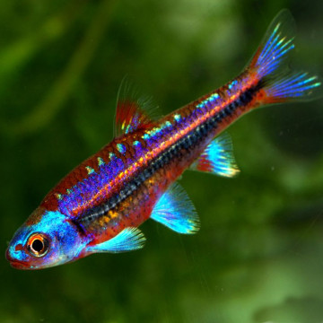 Notropis Chrosomus lot de 2