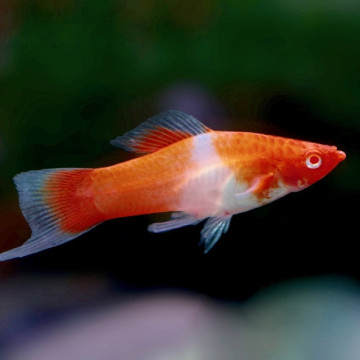 Xipho Xiphophorus helleri Koï Kohaku lot de 5