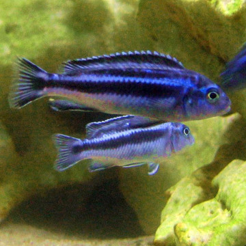 Melanochromis Maingano 8-10 cm le lot de 2