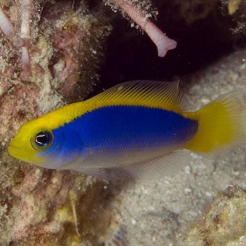 Pseudochromis Flavivertex : 4 à 5 cm  