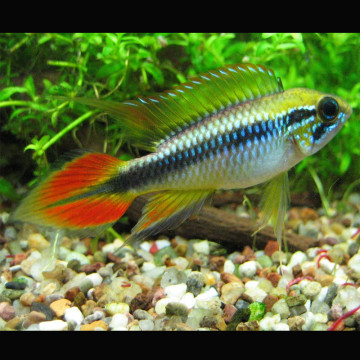 Apistogramma Agassizii Double Red 3-4 Cm