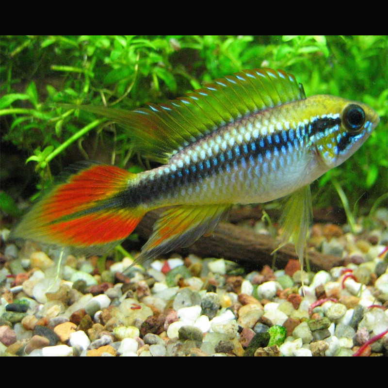 Apistogramma Agassizii Double Red 5-7 Cm