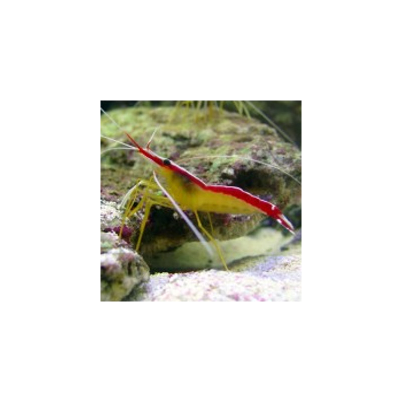 Lysmata amboinensis *- crevette nettoyeuse 3 à 4.5 cm 24,50 €