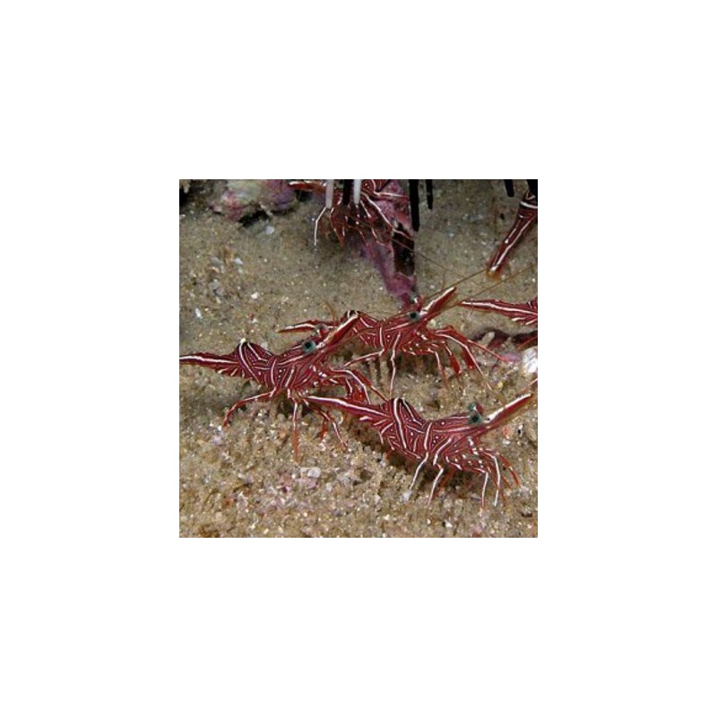 Rhynchocinetes durbanensis - crevette chameau lot de 2 29,90 €