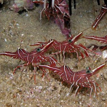 Rhynchocinetes Regulosus-crevette chameau 