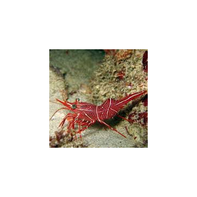 Rhynchocinetes durbanensis - crevette chameau 15,90 €