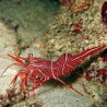 Rhynchocinetes Regulosus-crevette chameau 